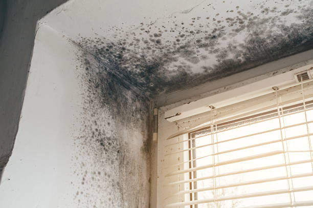 Affordable Mold Removal solutions in Haskell, NJ